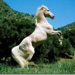 Precio rutas a caballo Valencia