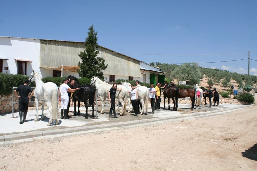 Rutas a caballo por Aranjuez (Madrid)