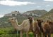 Rutas a Camello por Mojacar - Almería